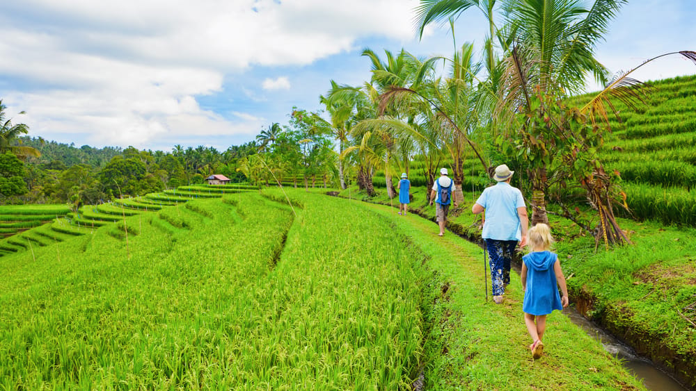 Vandretur i risterrasserne omkring Ubud på Bali