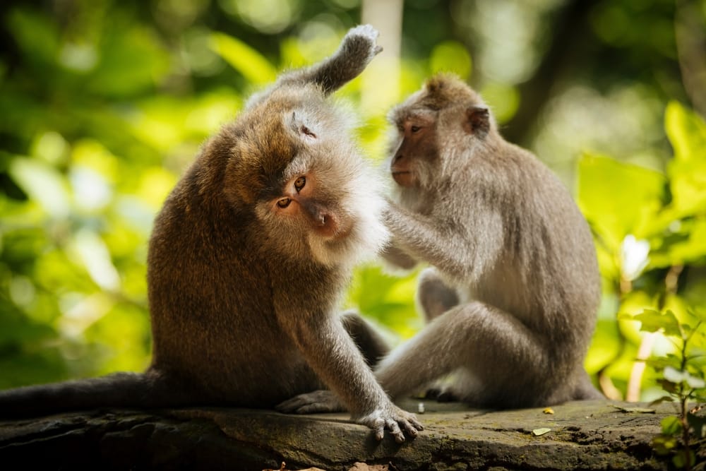 Makakaber i Ubuds Monkey Forest på Bali