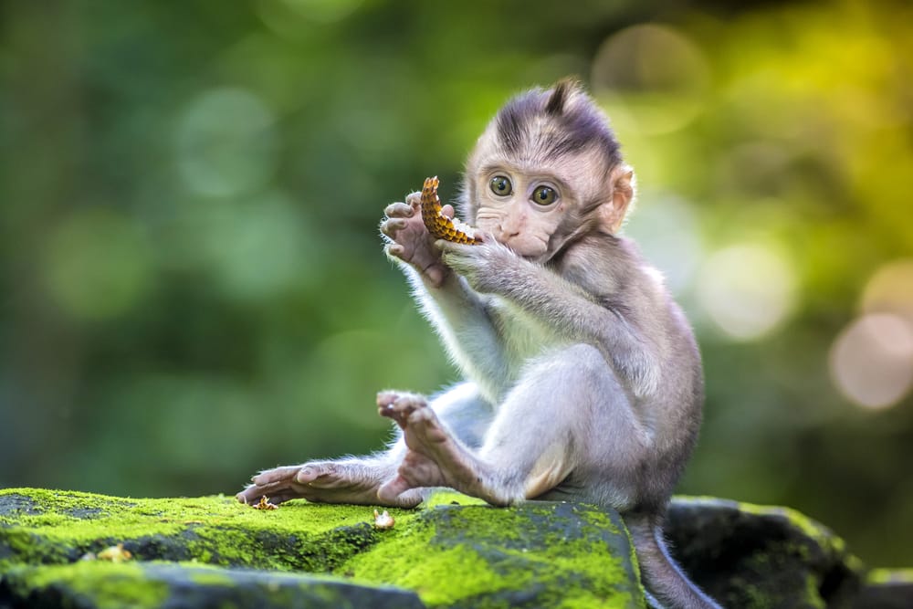Lille abeunge i Monkey Forest, Ubud