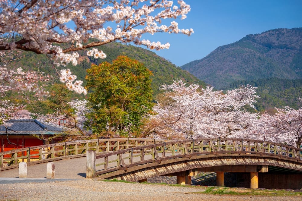 Smukt forårslandskab i Arashiyama i Kyoto med blomstrende kirsebærtræer, traditionelle bygninger og naturskønne omgivelser – en af Japans mest populære seværdigheder.