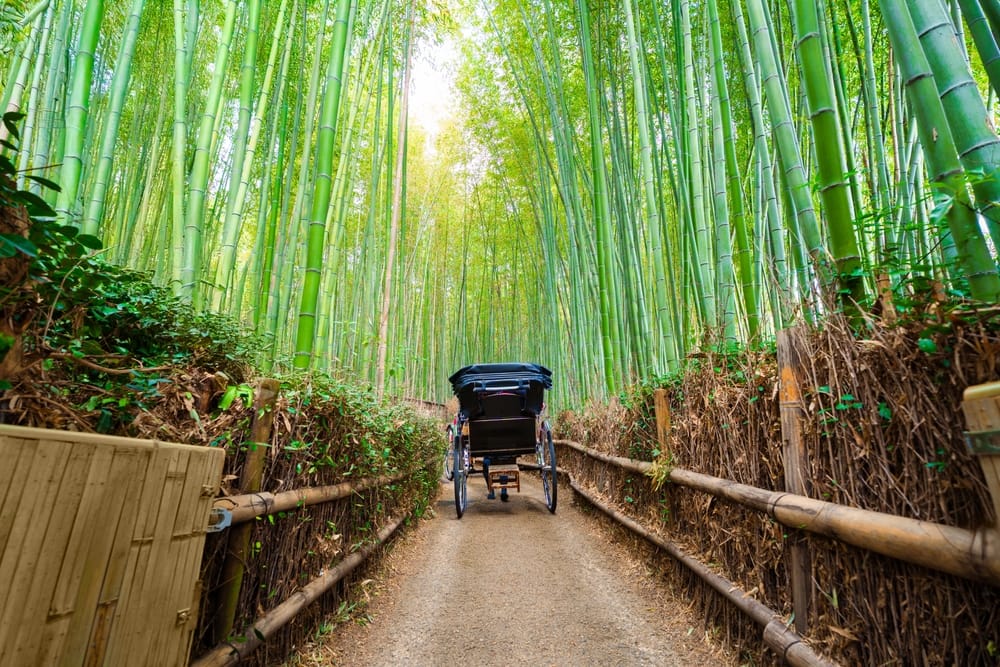 Traditionel rickshaw i Arashiyamas bambusskov i Kyoto, Japan