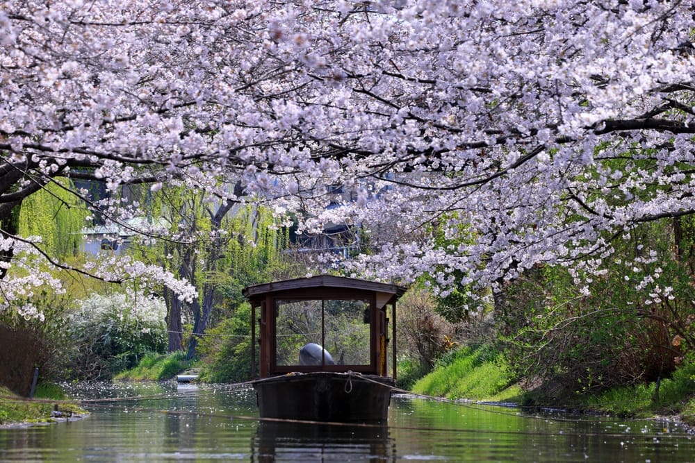 Fushimi Jikkoku-bådene under kirsebærblomstring i Kyoto, Japan