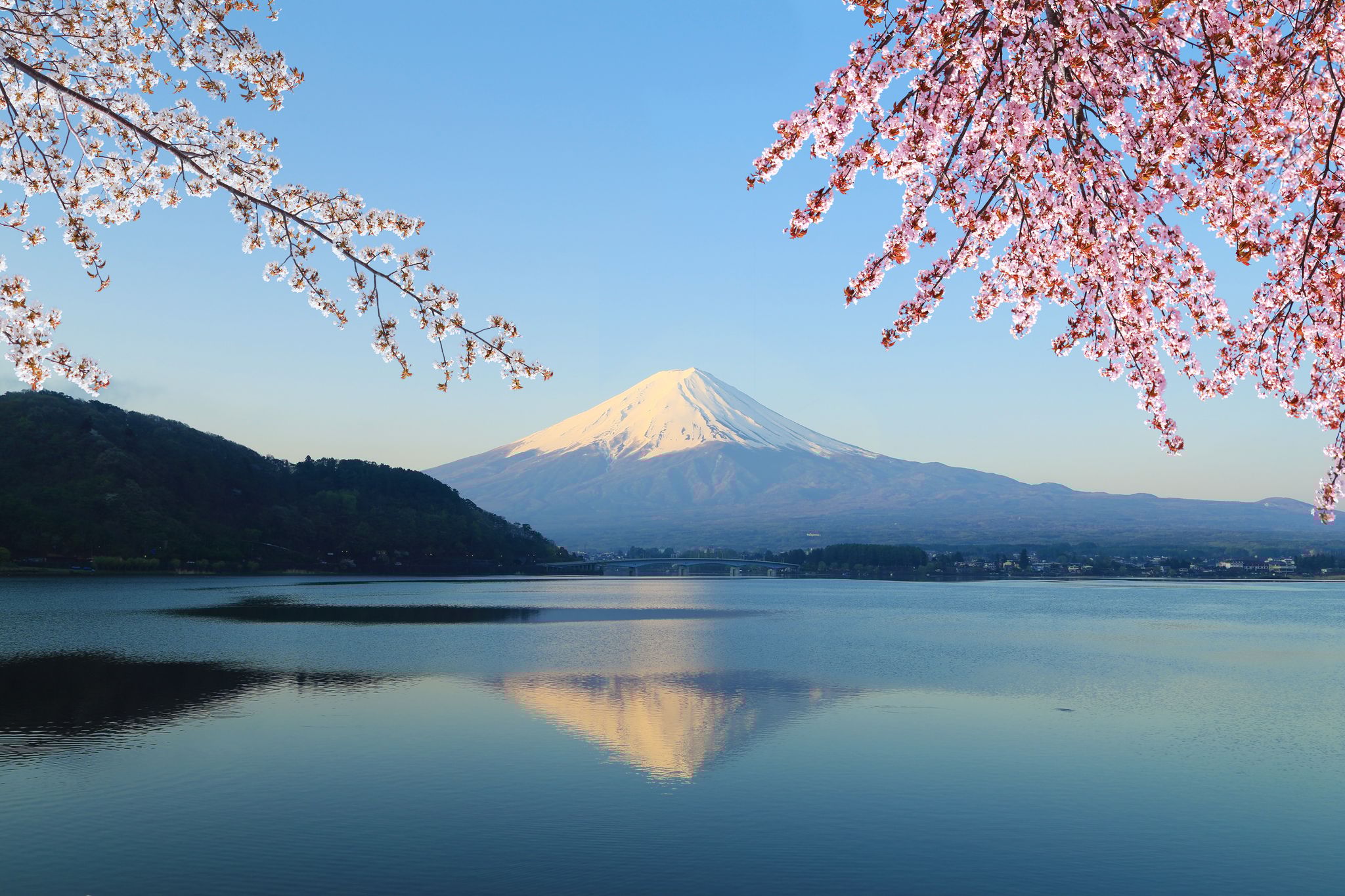Mount Fuji med kirsebærblomster ved Lake Kawaguchiko, Japan.