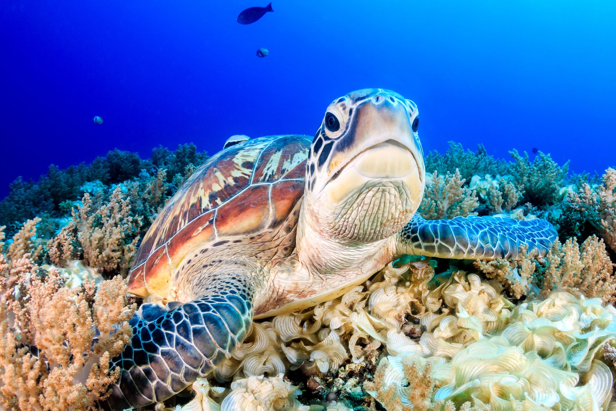 Grøn havskildpadde (green turtle) svømmer over havbunden ved Gili-øerne, Indonesien, omgivet af koraller og klart vand.