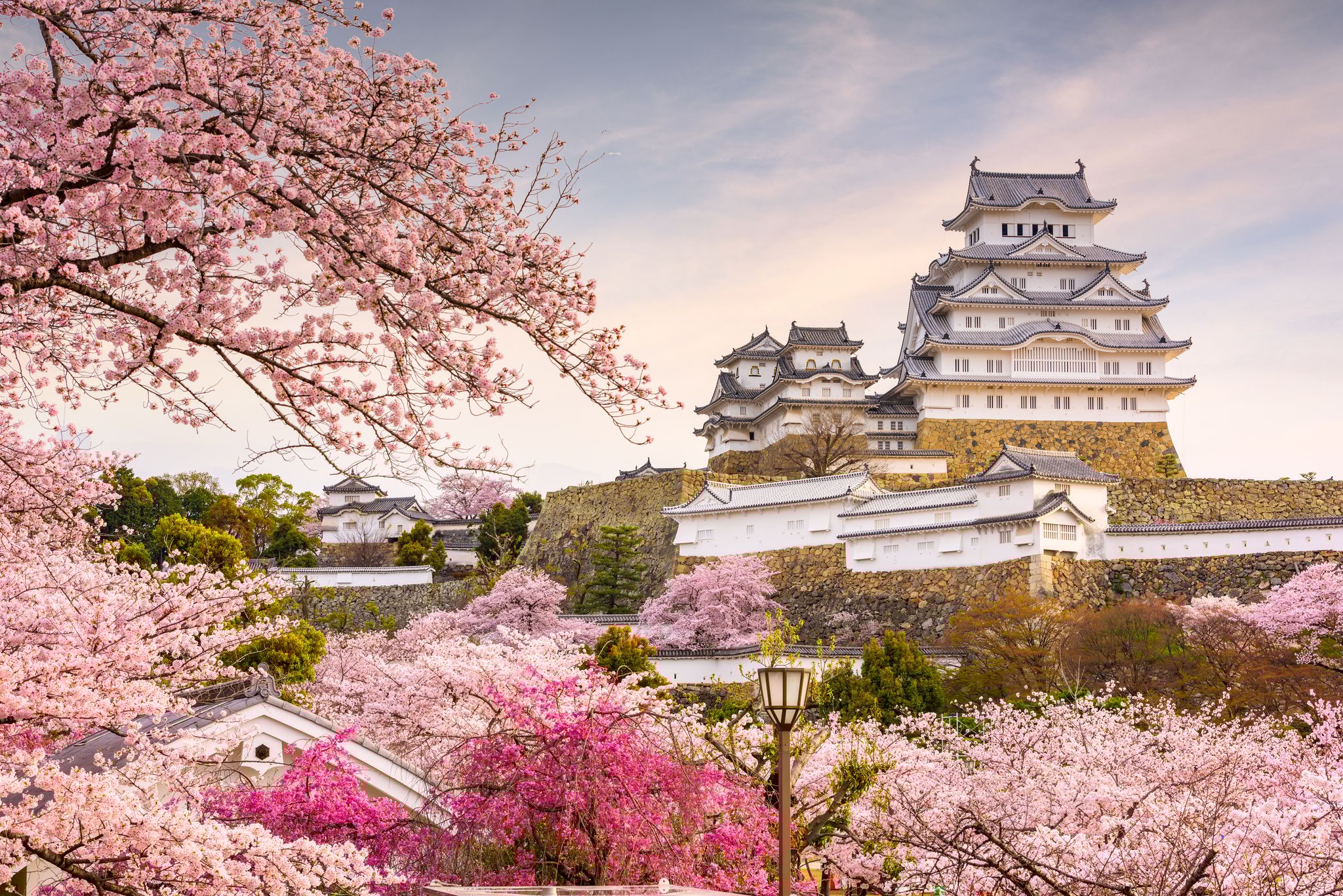 Himeji Slot i forårstid med kirsebærblomster