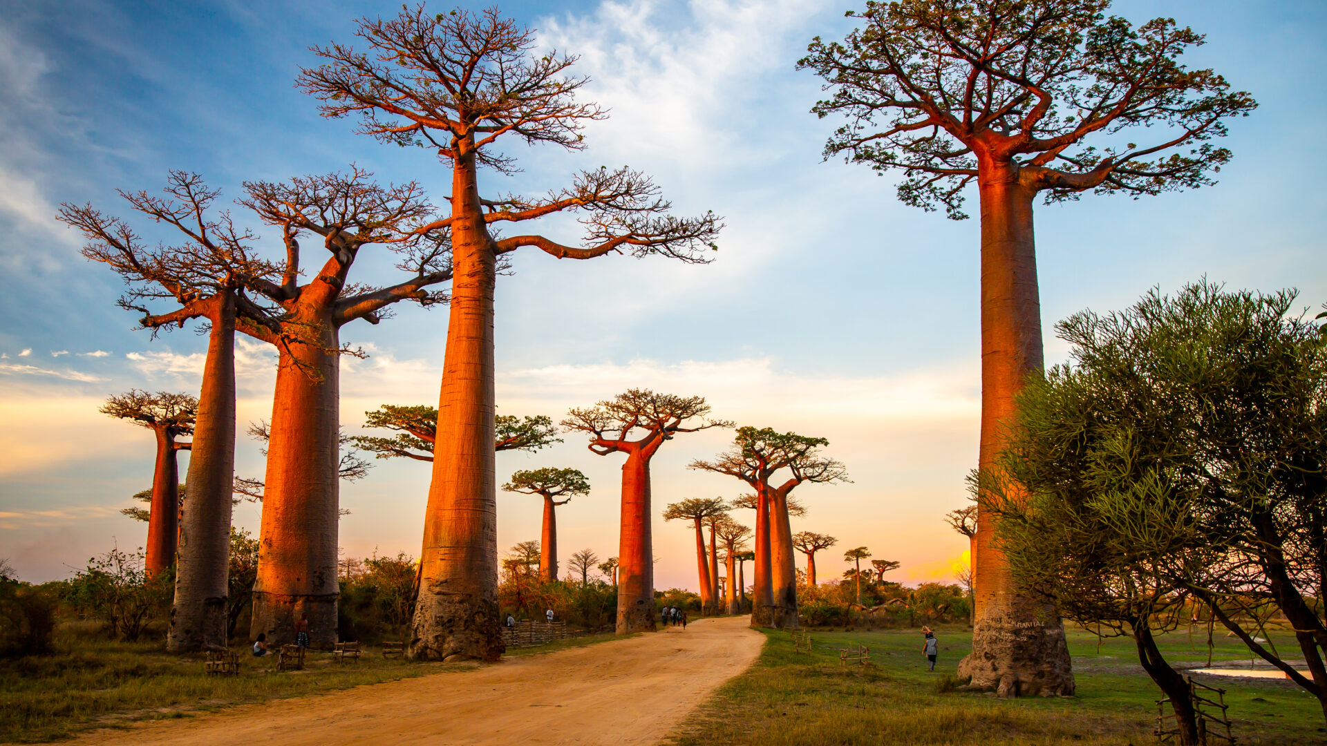 Flotte aftenlys på Baobab alley i Madagaskar