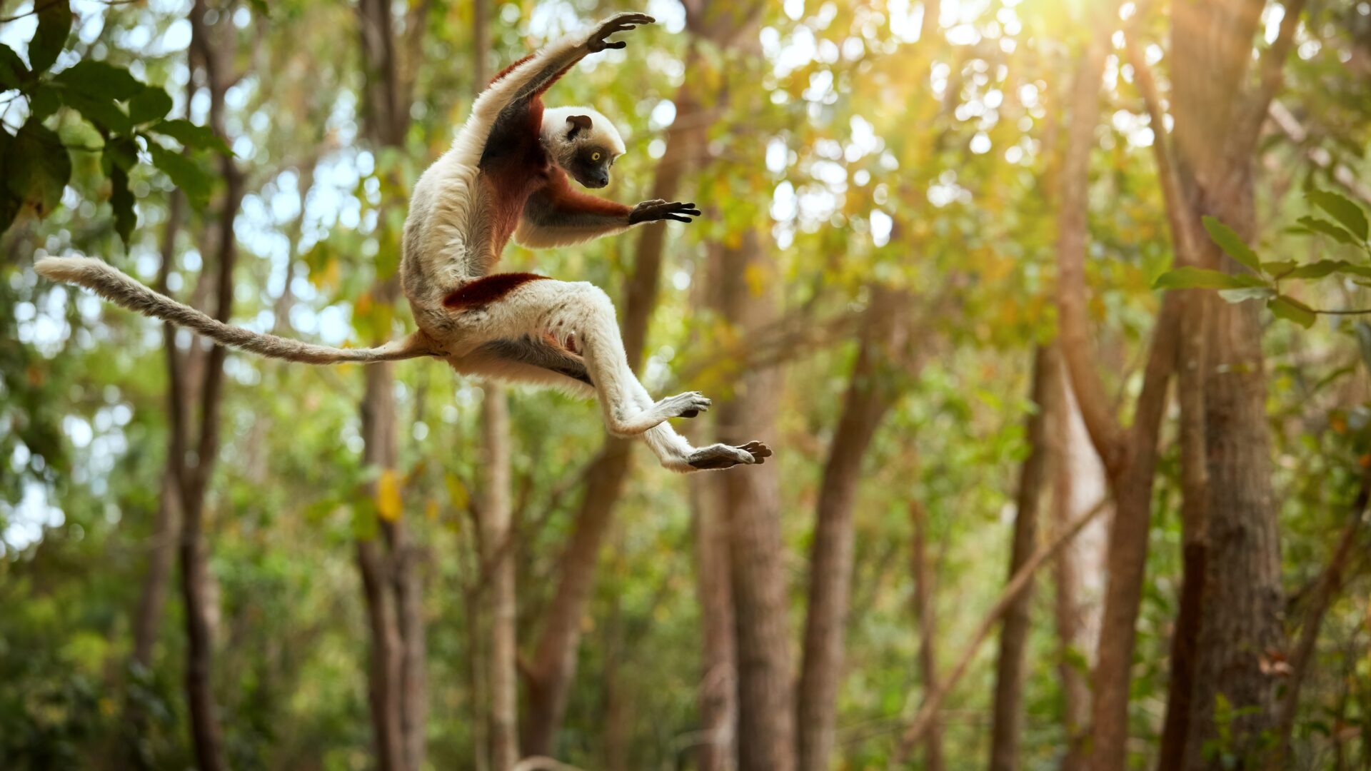 Lemur springer mellem træerne i skovene af Madagaskar