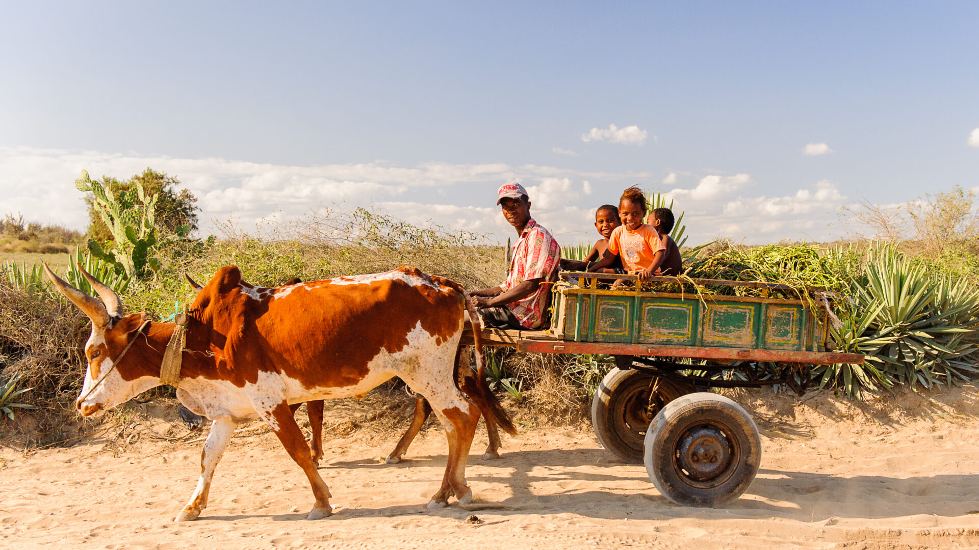 Zebu cart nær Antananarivo på Madagaskar