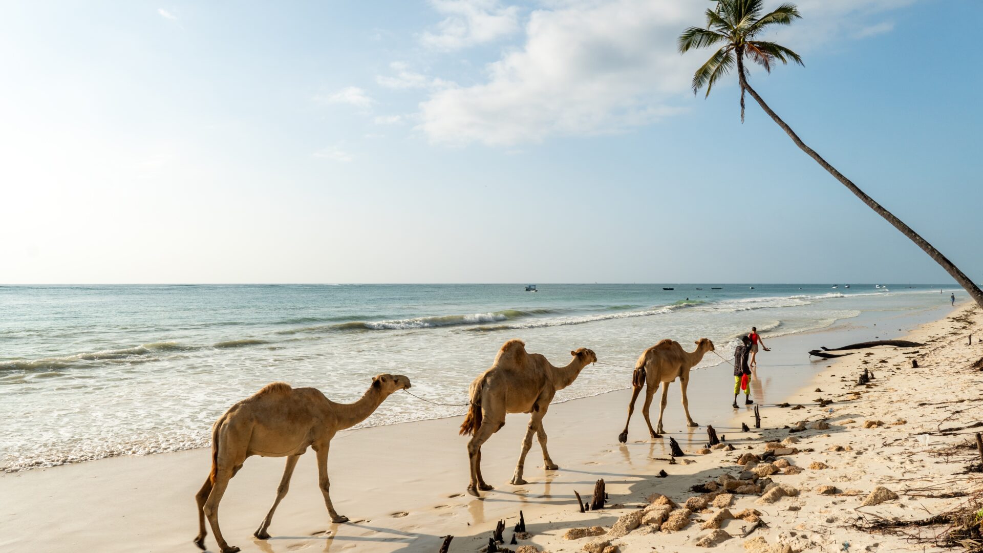 Kameler på Diani Beach