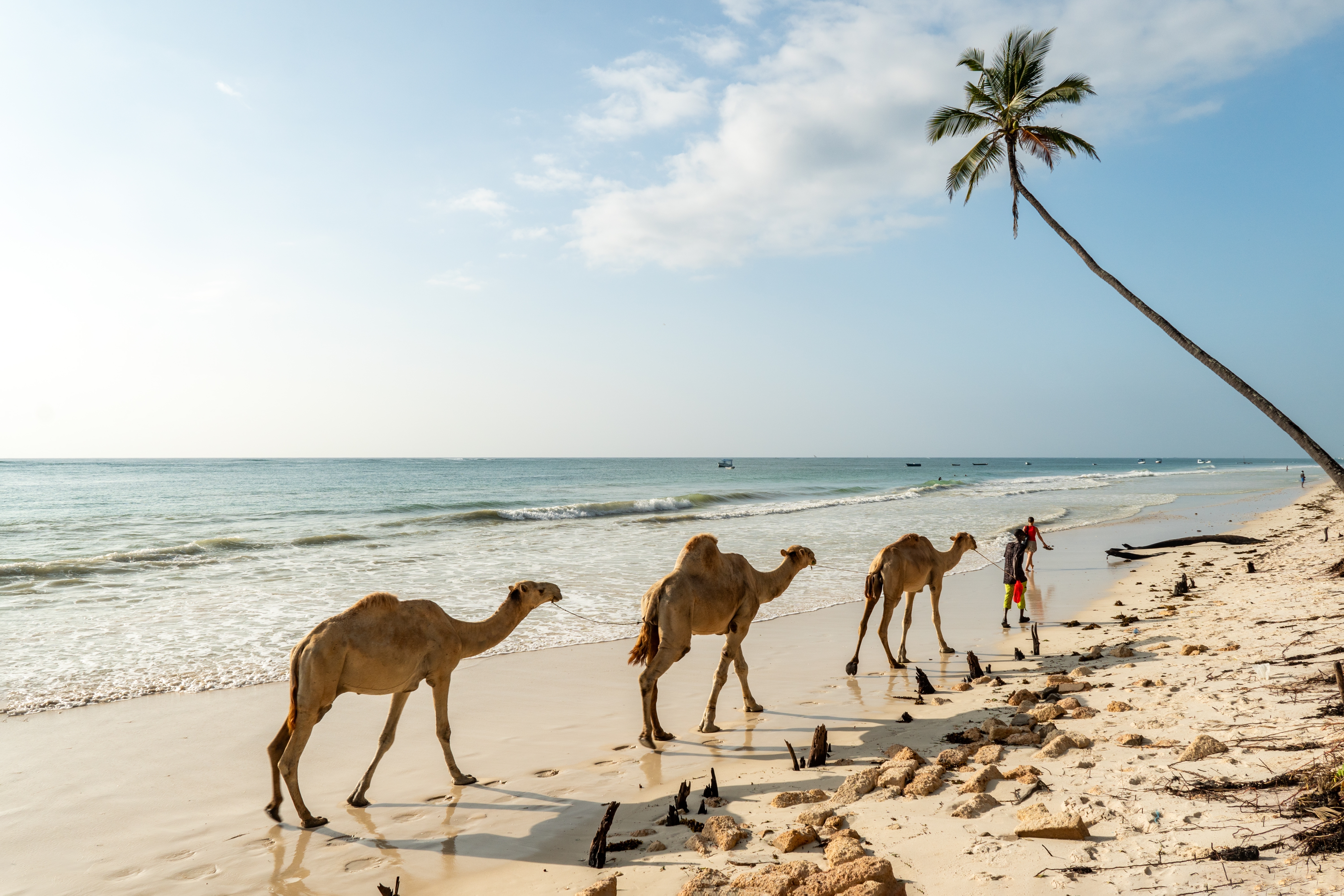 Kameler på Diani Beach