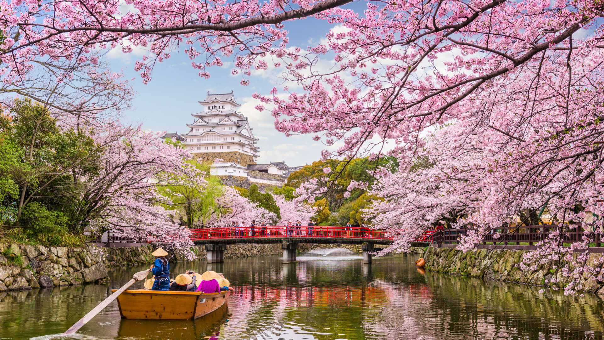 Himeji-slottet, kendt som ‘Den Hvide Hejre’, står omgivet af blomstrende kirsebærtræer i forårssæsonen.