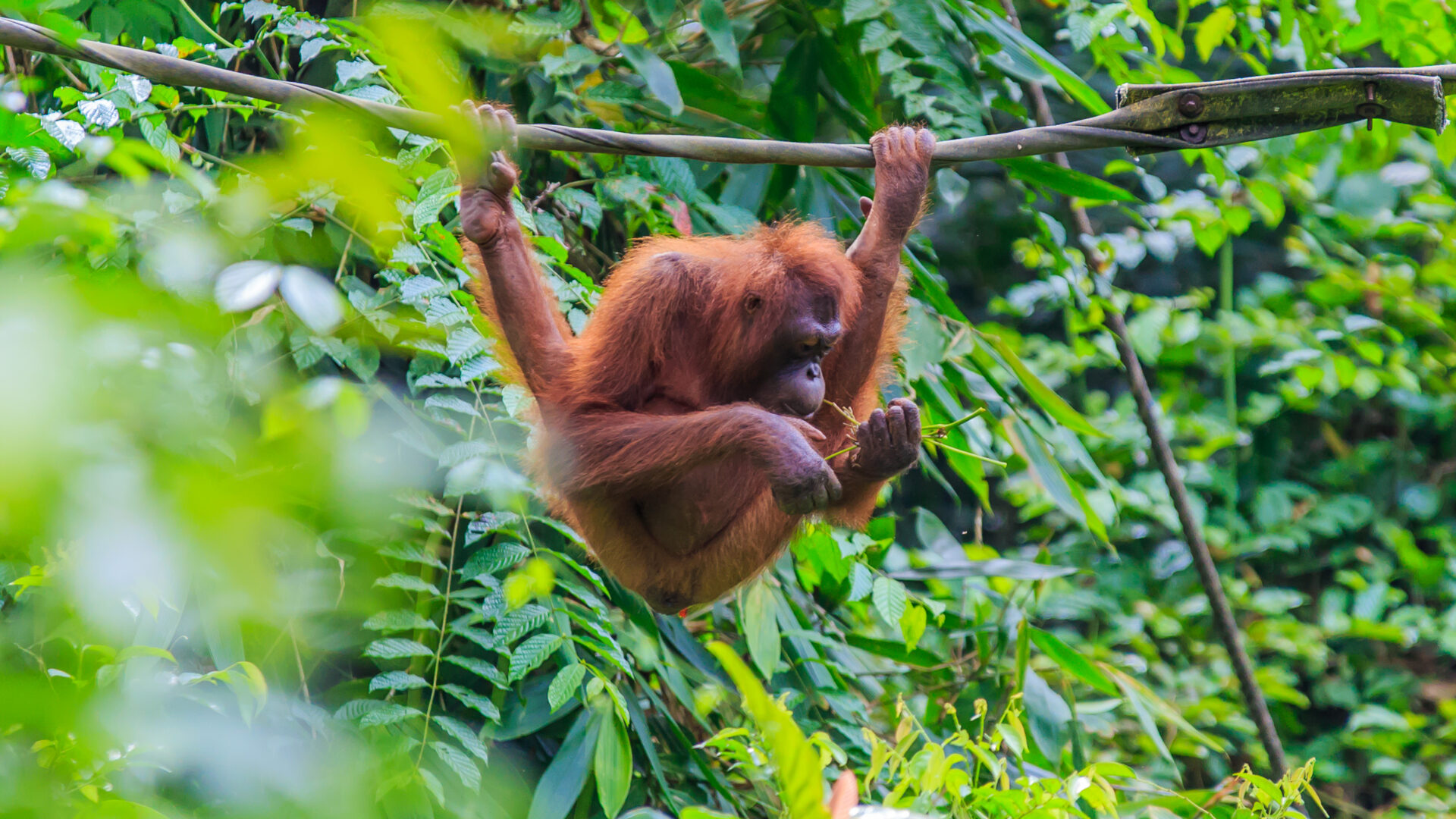 En orangutang, Pongo pygmaeus, klatrer roligt gennem de frodige regnskove i Sydøstasien – den eneste store menneskeabe på kontinentet.