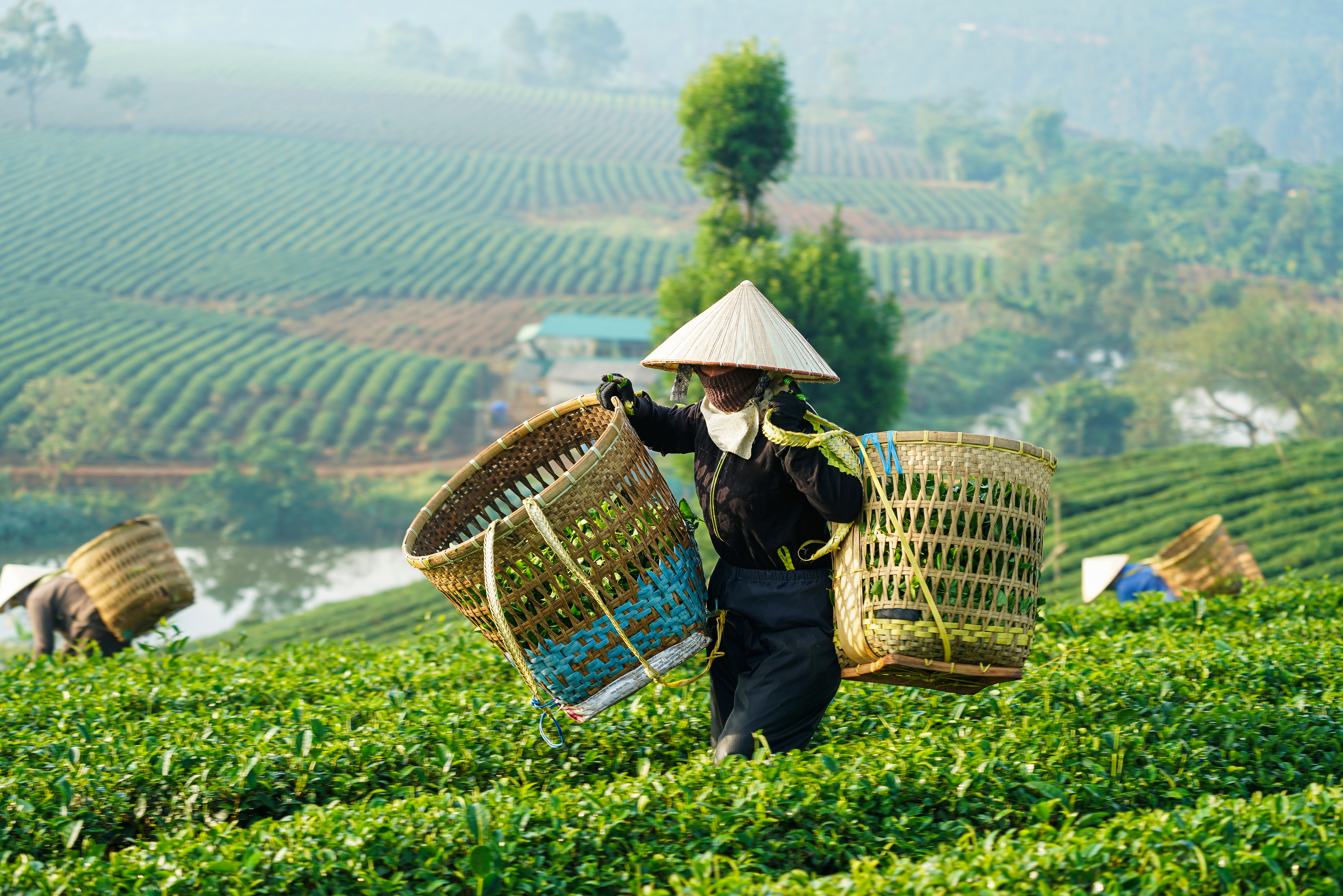 Te-bønder i Bao Loc, Vietnam, arbejder på de grønne plantager med at høste blade en forårsdag i april 2018.