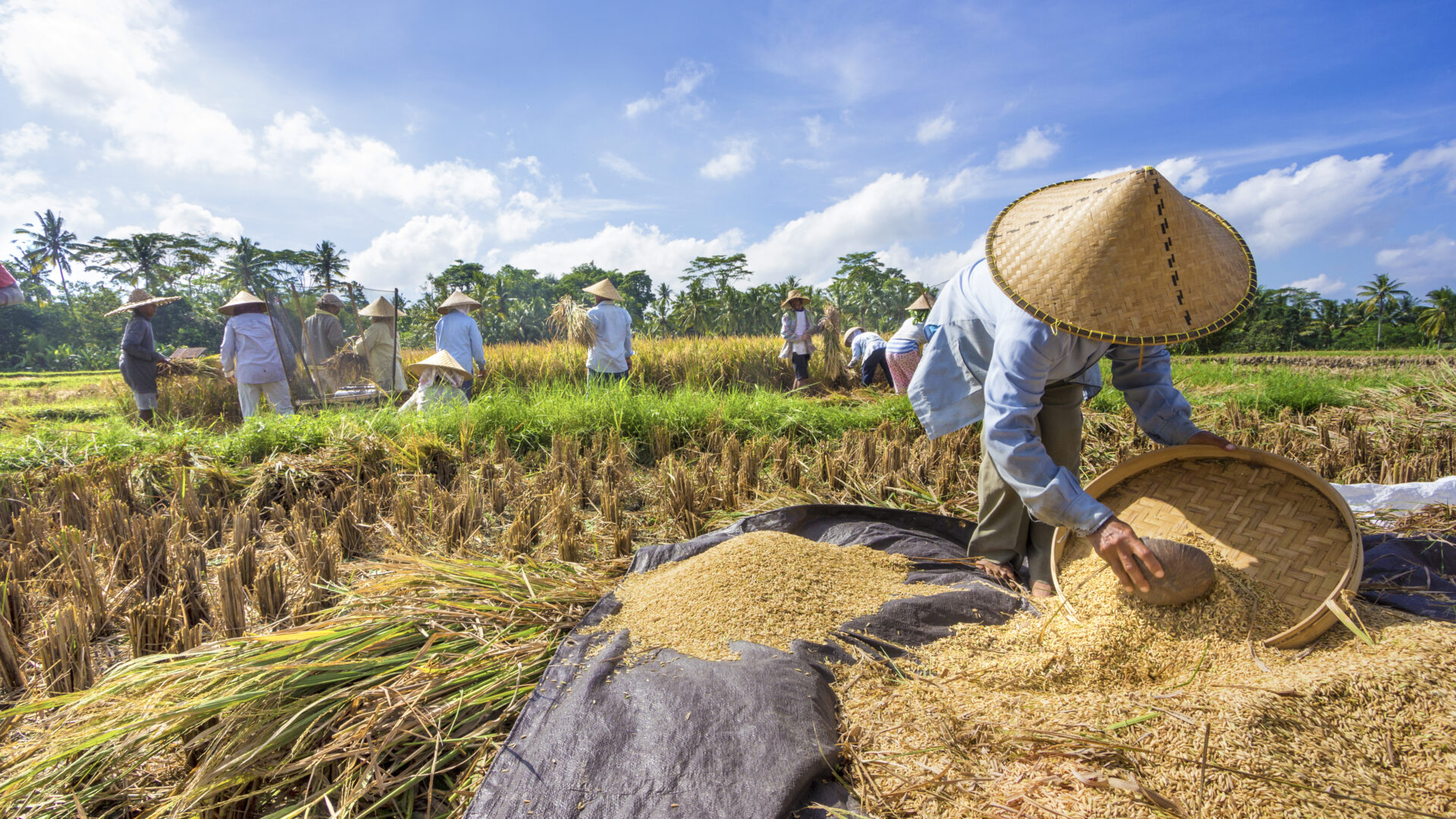 På Bali sorteres og renses ris på traditionel vis – et levende indblik i øens landbrugskultur.