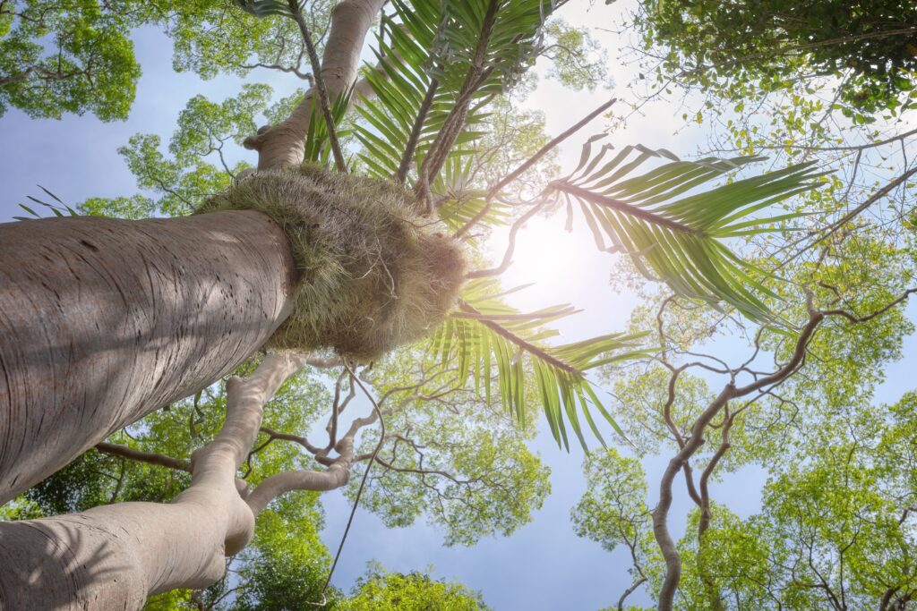 Kigger op mod træerne i Borneo-regnskoven, Malaysia – tæt tropisk skov med høje træer og frodig vegetation.