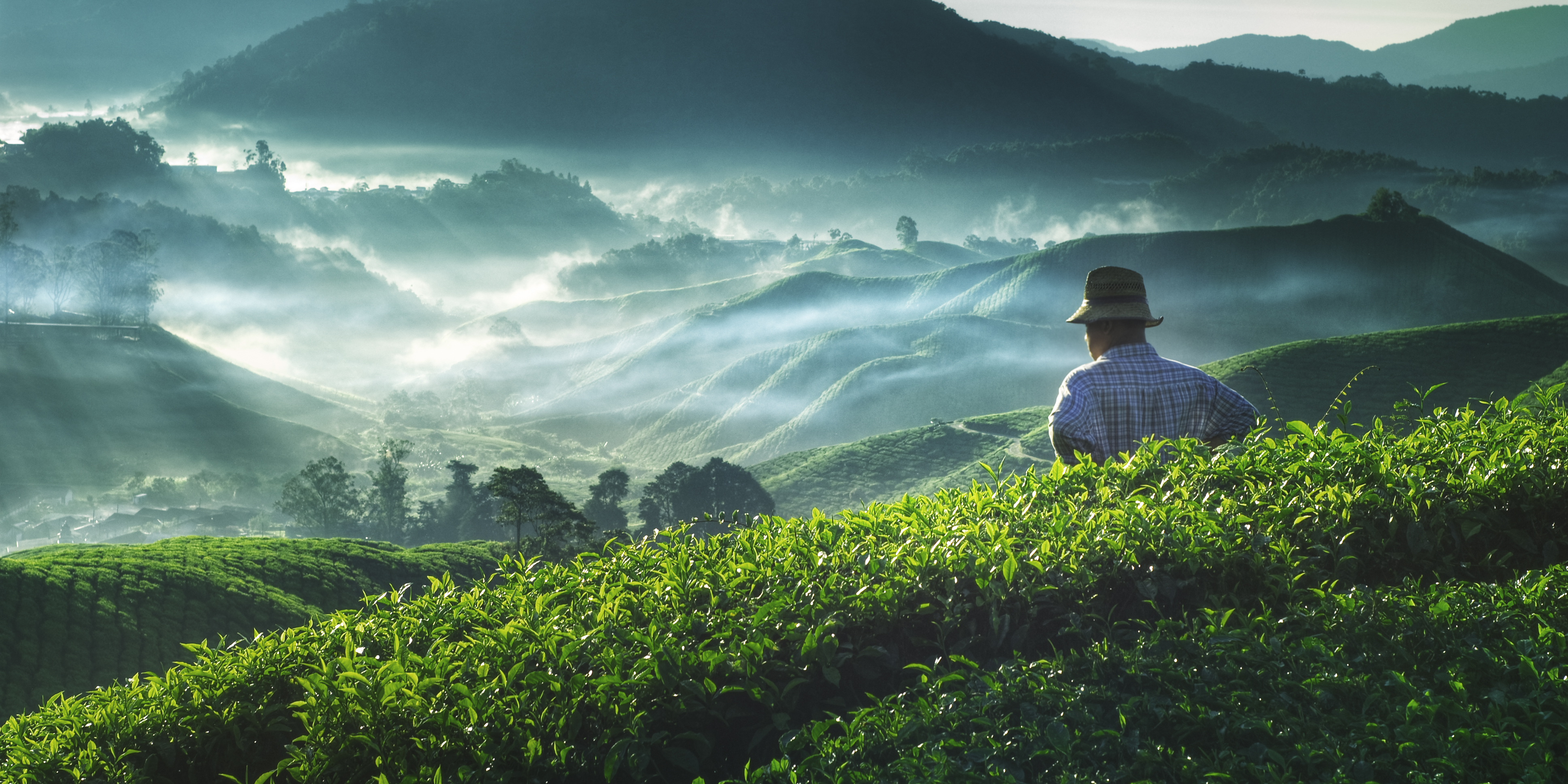 Landmand i teplantage i Malaysia – landbrugskoncept med frodige grønne marker og traditionel rural livsstil.