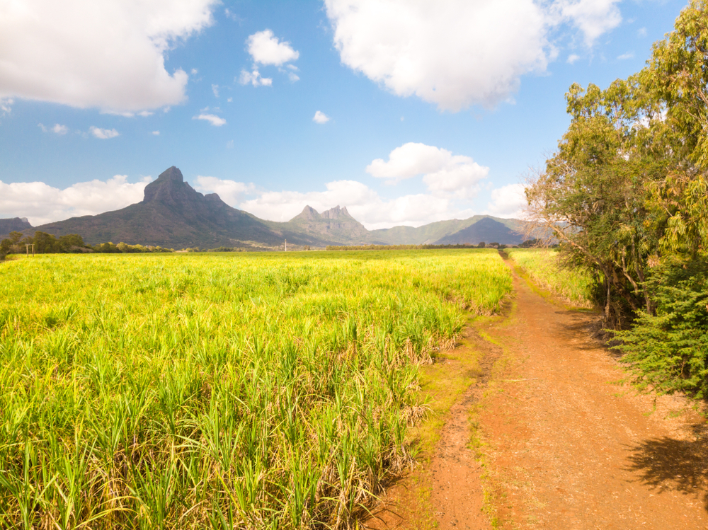 Grønne sukkerrørsmarker foran bjerglandskabet på Mauritius.