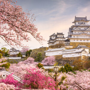 Himeji Slot i forårstid med kirsebærblomster