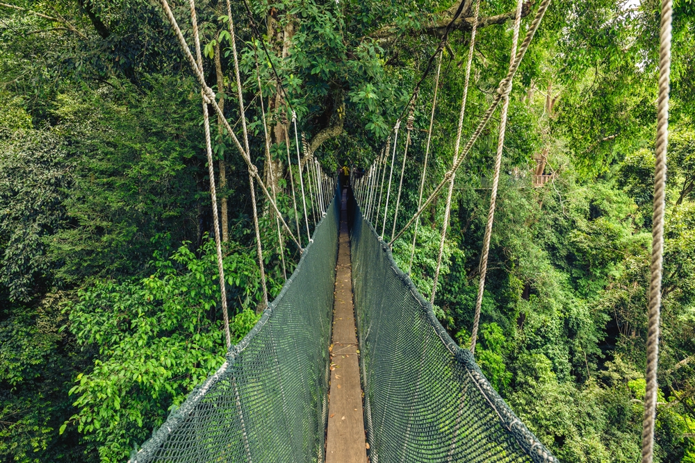 Hængebroen i Kinabalu Nationalpark i Malaysia, hvor man kan gå mellem trækronerne og opleve regnskoven fra oven