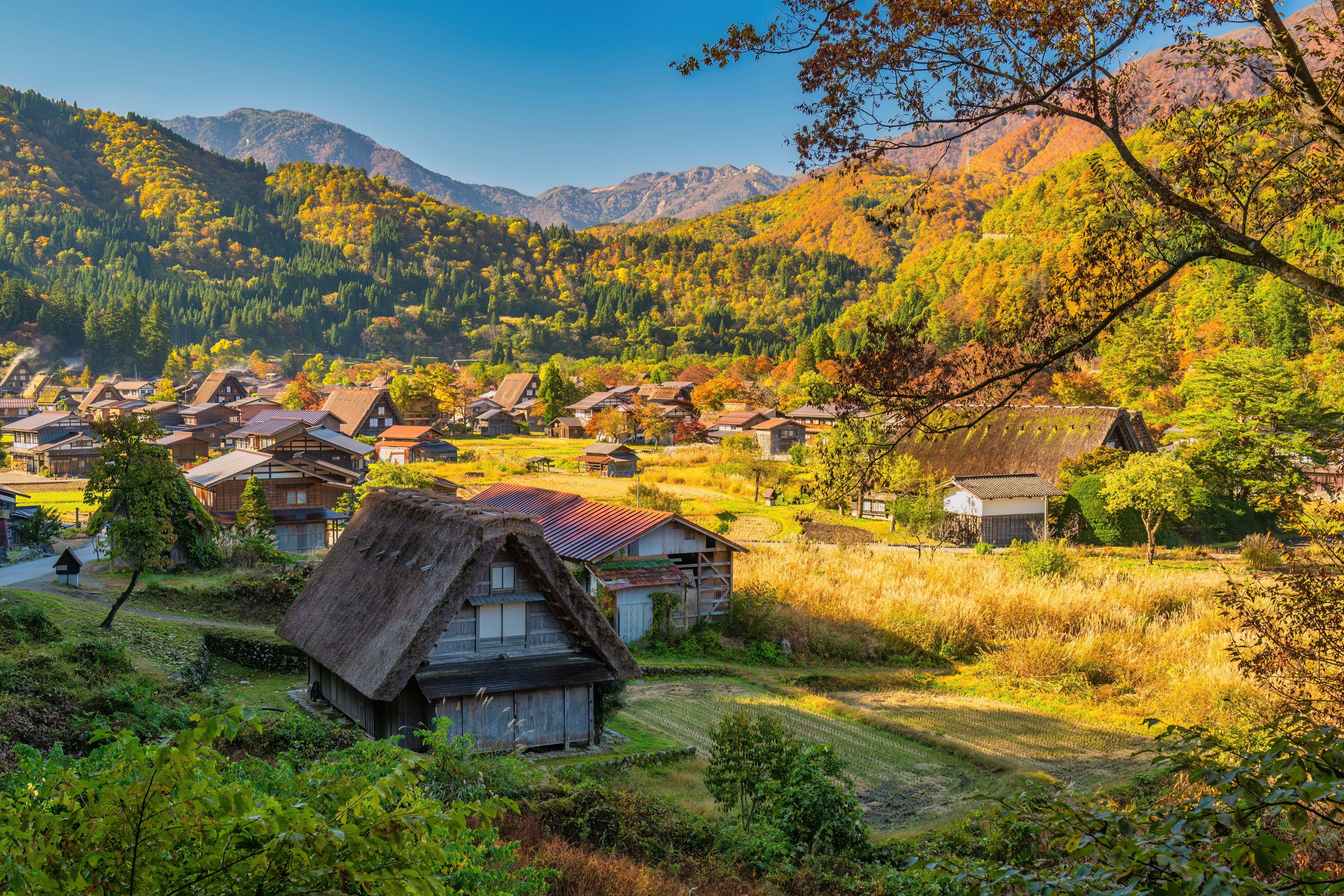 Gassho-hus i Shirakawago omgivet af efterårsløv.