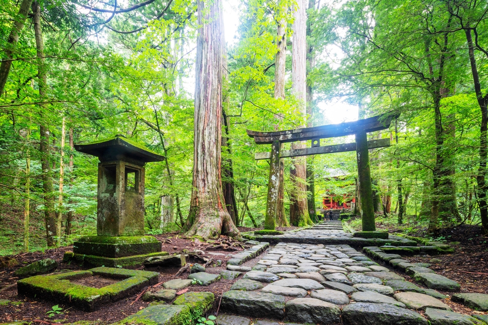 Torii-porten ved Kitano-helligdommen i Nikko i Tochigi-præfekturet, en del af UNESCOs verdensarv og omgivet af fredfyldt skov