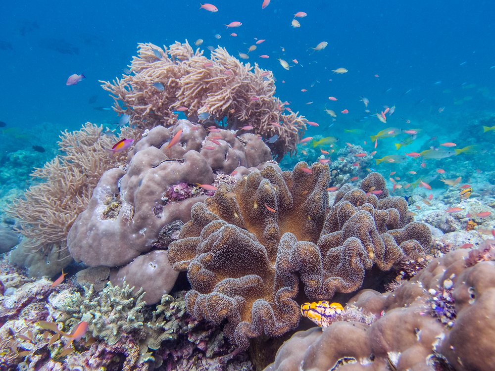 Farverigt tropisk koralrev under vandet ved Borneo i Malaysia, fyldt med levende koraller og eksotiske fisk