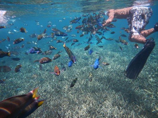 Snorkling ved koralrev på Coral Redang Island