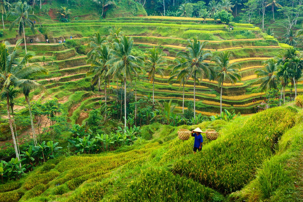 Landmand i Ubuds grønne rismarker på Bali, Indonesien, bærer kurve med ris og afgrøder gennem marken.