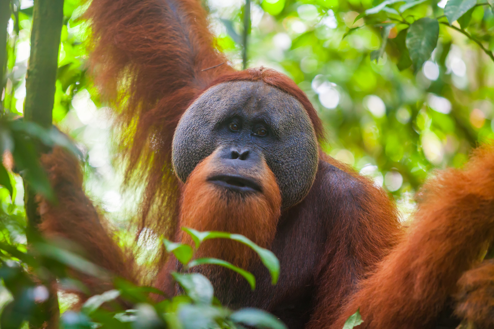 Portræt af en sumatransk orangutang i Gunung Leuser Nationalpark – et roligt øjeblik med regnskovens ikoniske beboer.