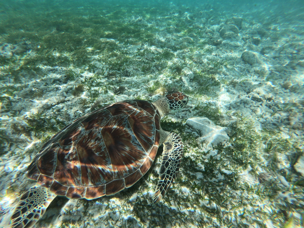 Havskildpadde ved stranden på Gili Trawangan, Indonesien, svømmende i klart turkisblåt vand nær koralrevet.