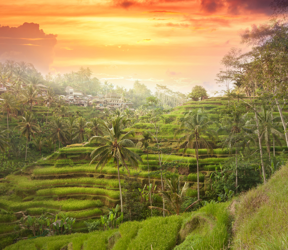 Udsigt over Balis risterrasser i morgensol nær Ubud – frodig natur, kultur og ro på rundrejse i Indonesien.