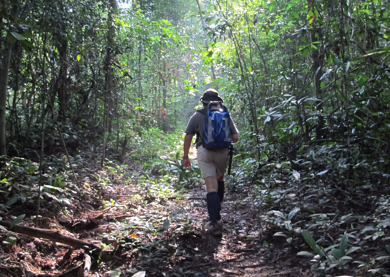 Vandrer på jungle-trekking i regnskoven i Ulu Muda i det nordlige Malaysia